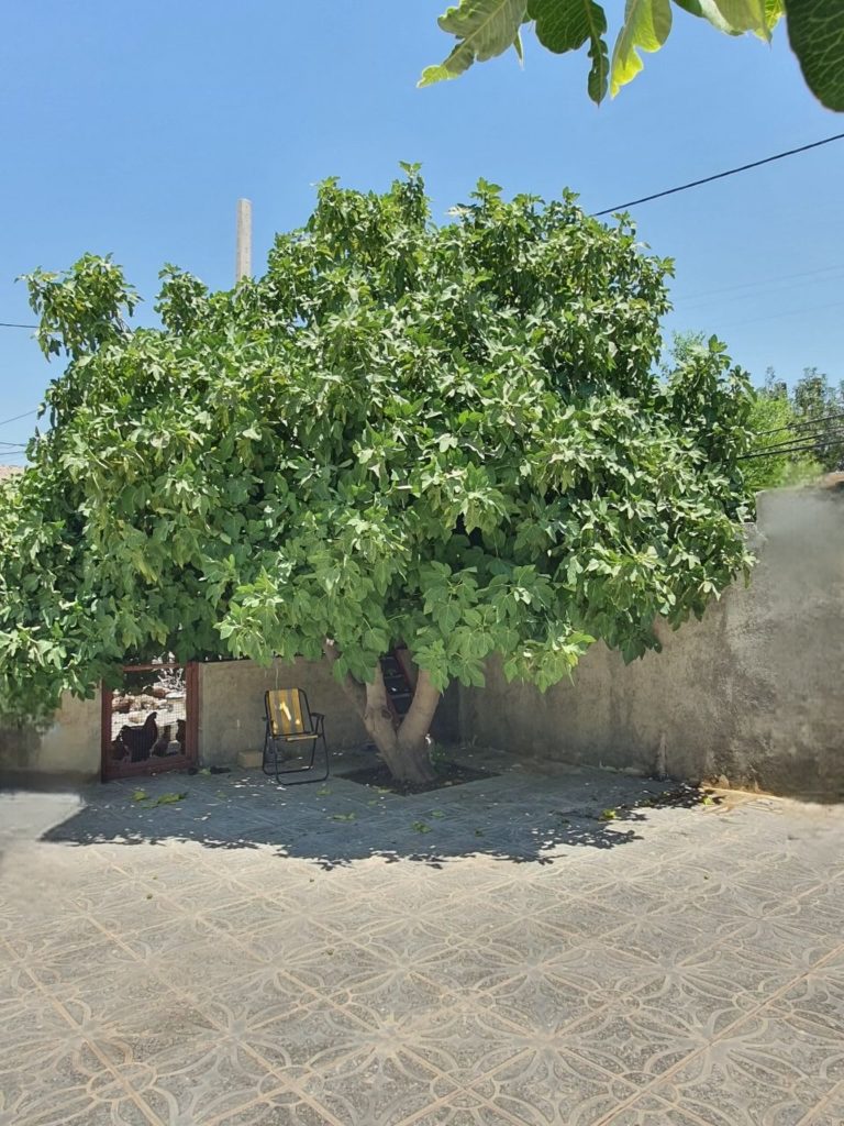 دانه‌ای زیر خاک